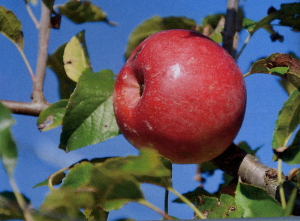 oio rosso