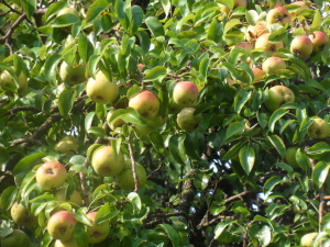 SAMSUNG DIGITAL CAMERA