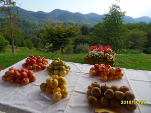 SAMSUNG DIGITAL CAMERA