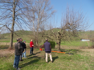 Marzo 2014. Lezione di potatura di una pianta di melo adulta